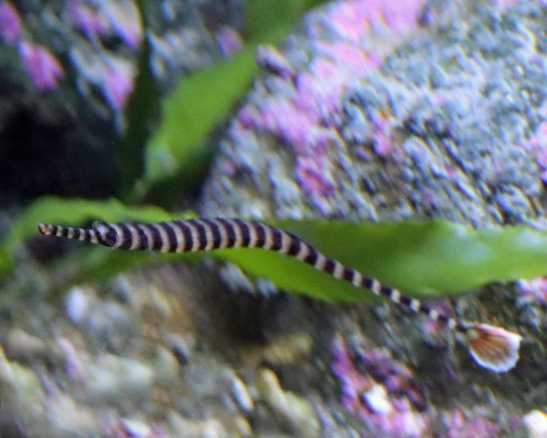 Banded Pipefish