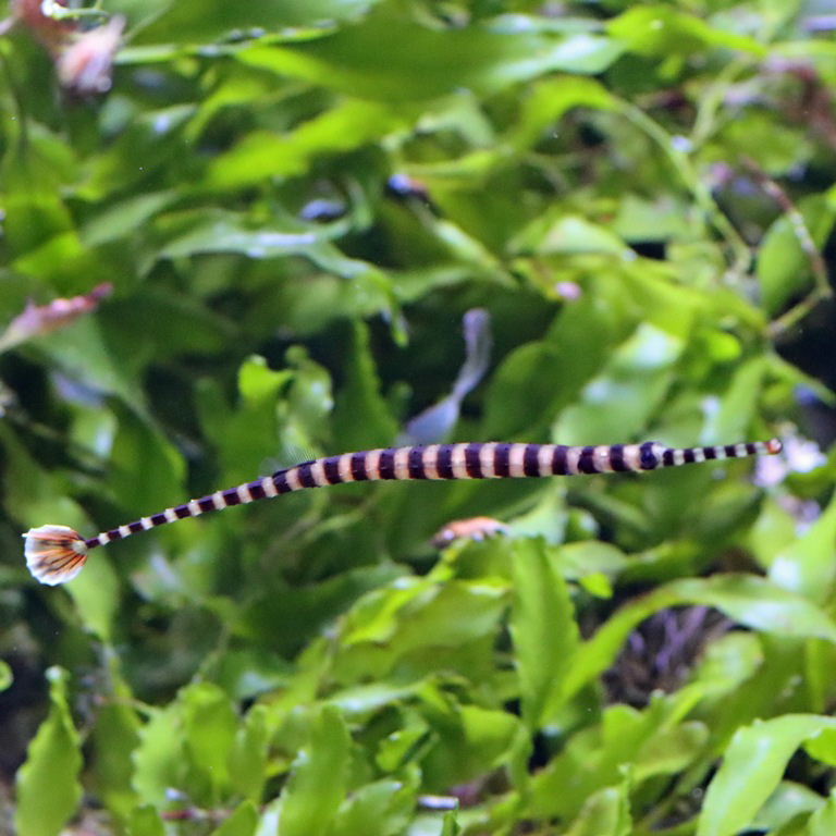 Banded Pipefish