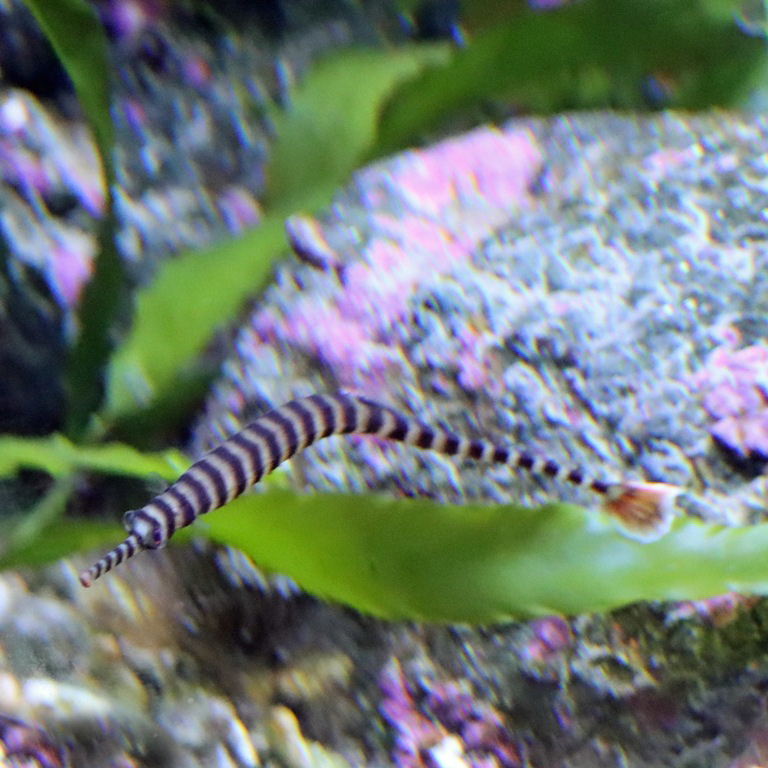 Banded Pipefish