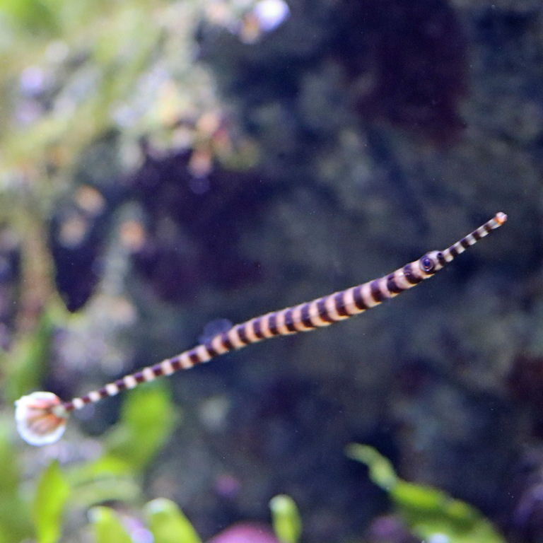 Banded Pipefish