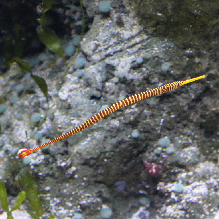 Yellow Banded Pipefish