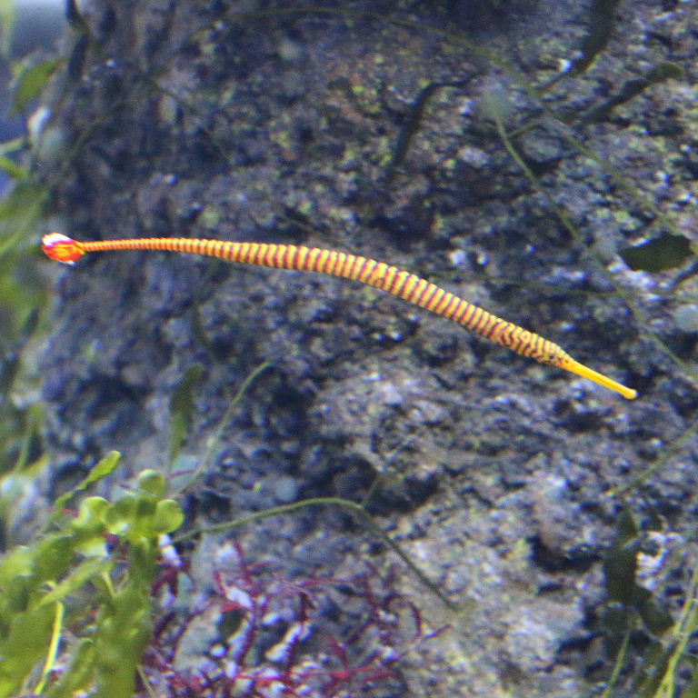 Yellow Banded Pipefish
