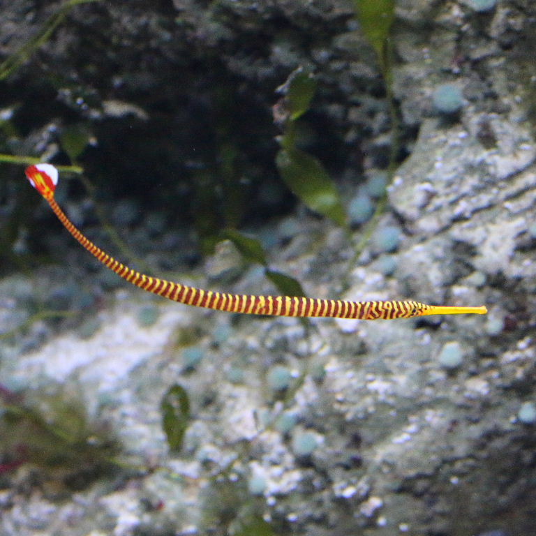 Yellow Banded Pipefish