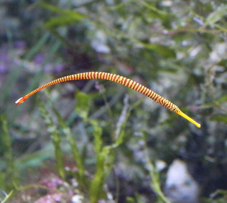 Yellow Banded Pipefish