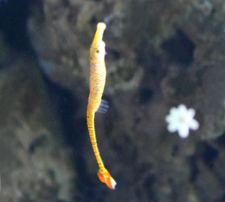 Yellow Banded Pipefish