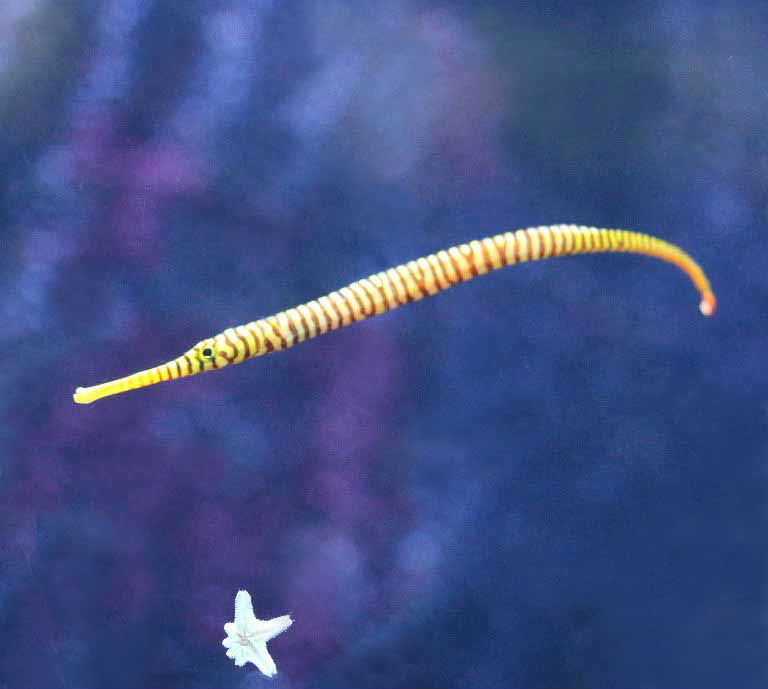 Yellow Banded Pipefish