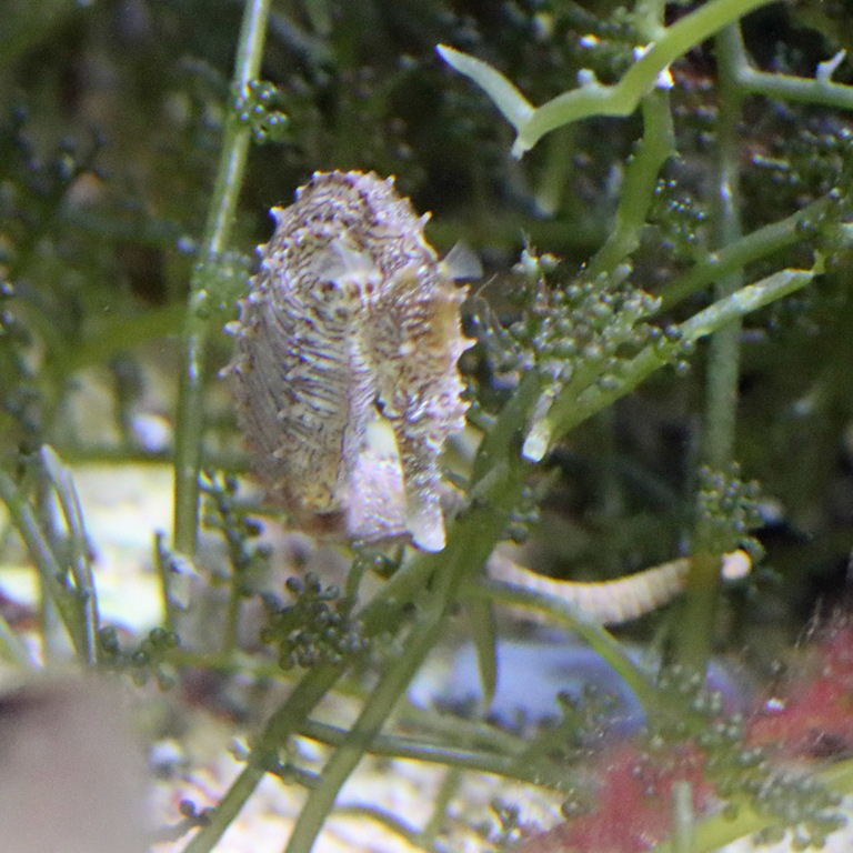 Lined Seahorse