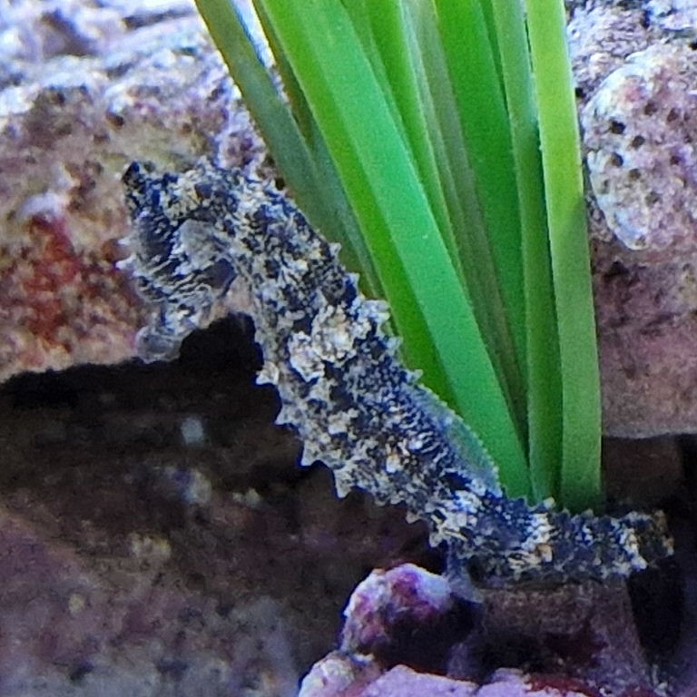 Lined Seahorse