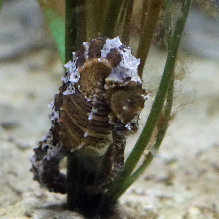 Lined Seahorse