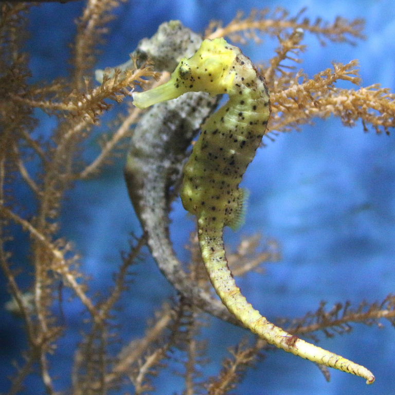 Slender Seahorses