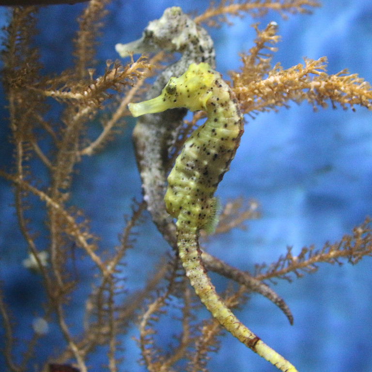 Slender Seahorses