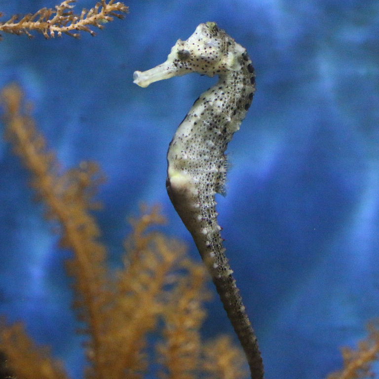 Slender Seahorse