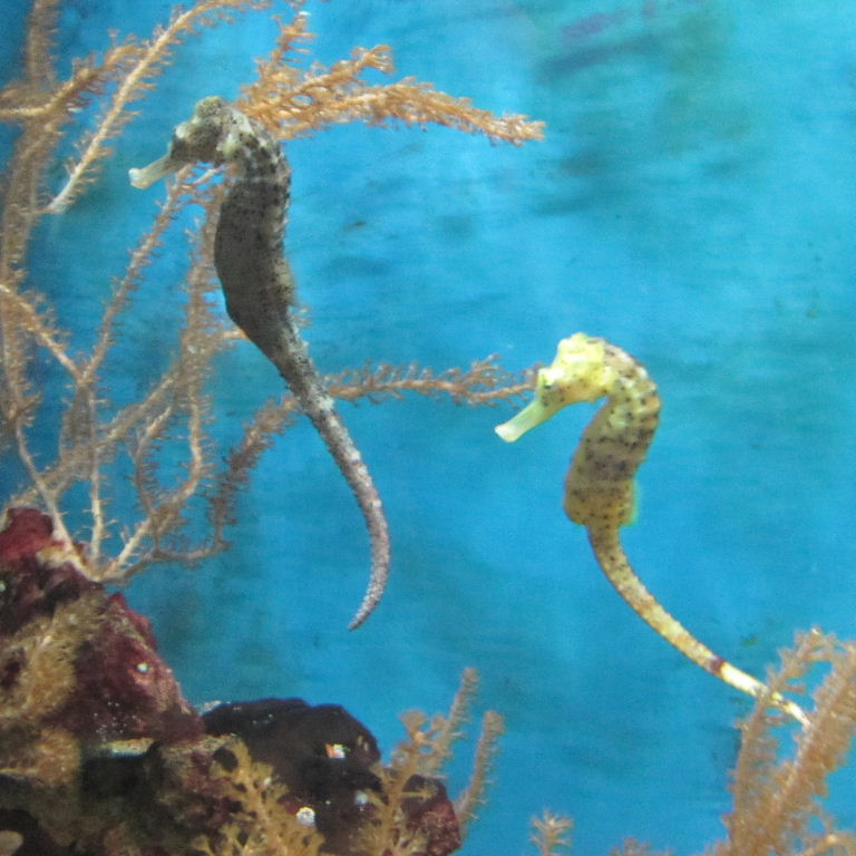 Slender Seahorses
