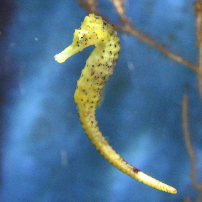 Slender Seahorse