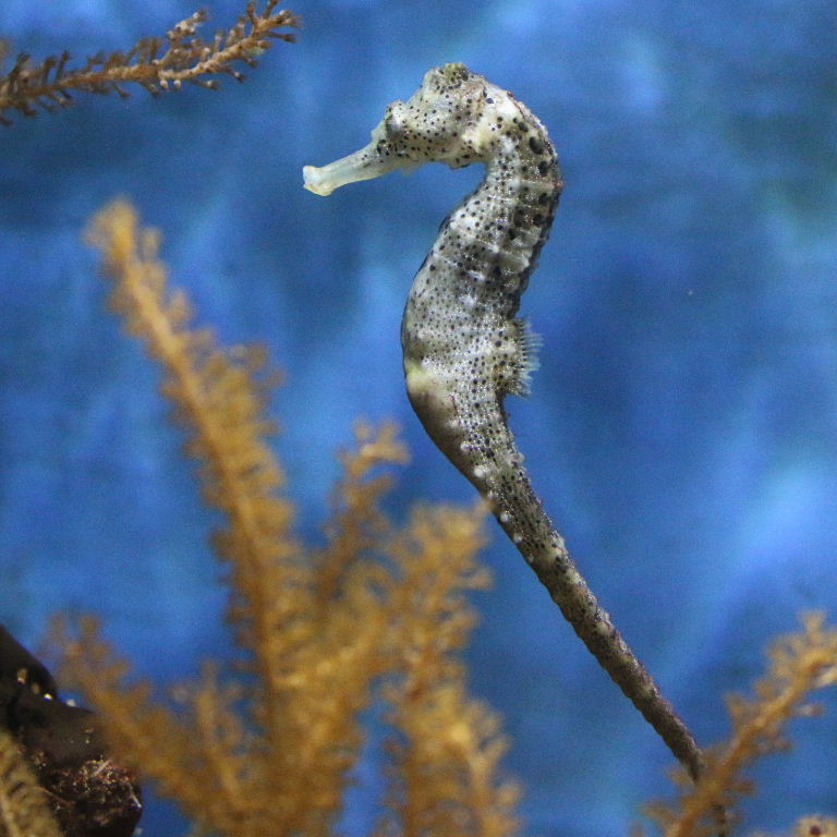 Slender Seahorse