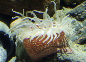 Fish-eating Anemone