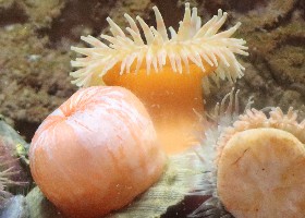 Fish-eating Anemone