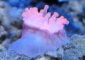 Bubbletip Anemone