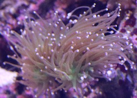 Torch Coral