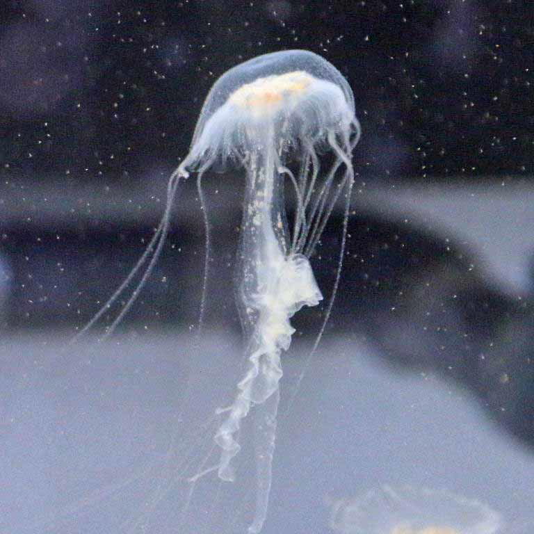 Amakusa Jellyfish