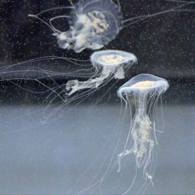 Amakusa Jellyfish