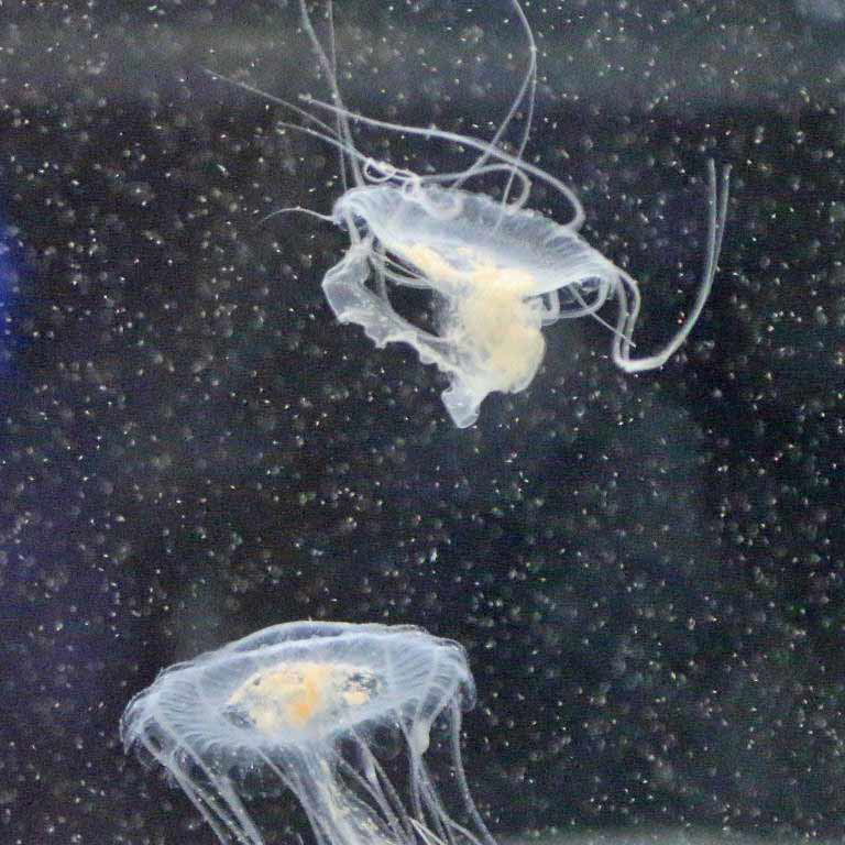 Amakusa Jellyfish