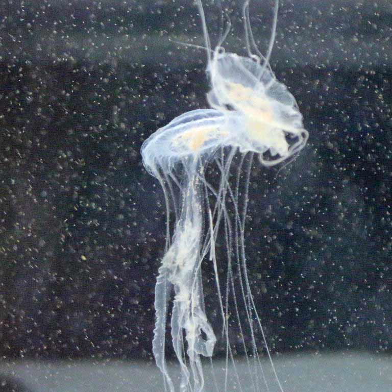 Amakusa Jellyfish