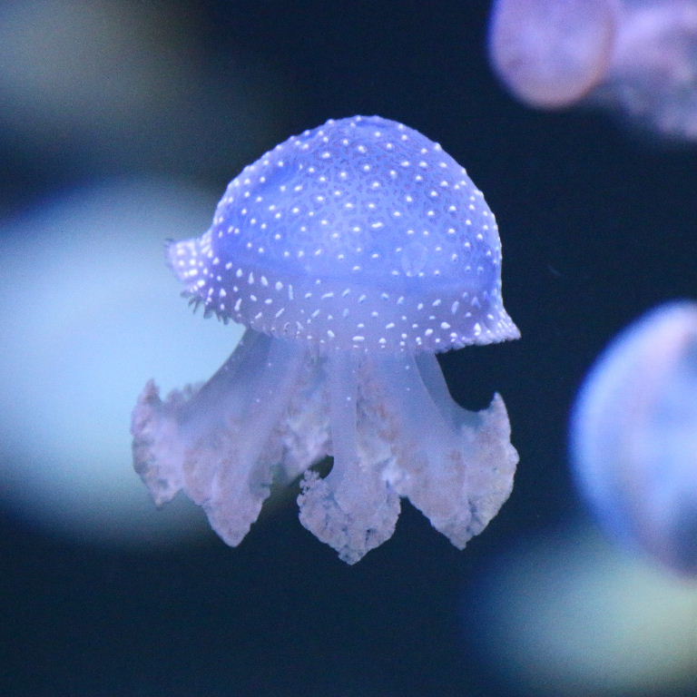 Australian Spotted Jellyfish