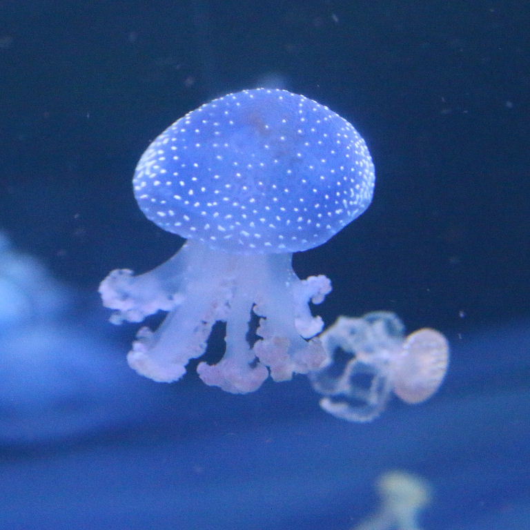 Australian Spotted Jellyfish