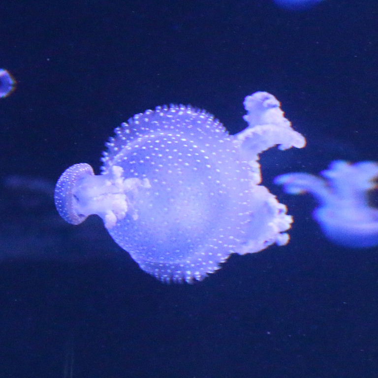 Australian Spotted Jellyfish
