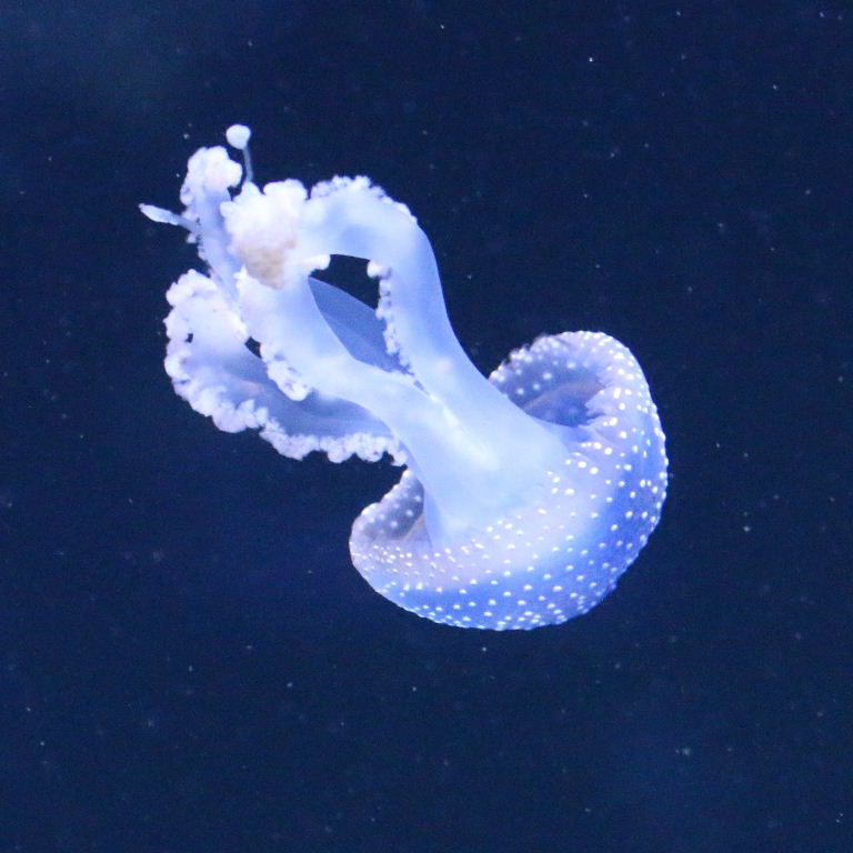 Australian Spotted Jellyfish