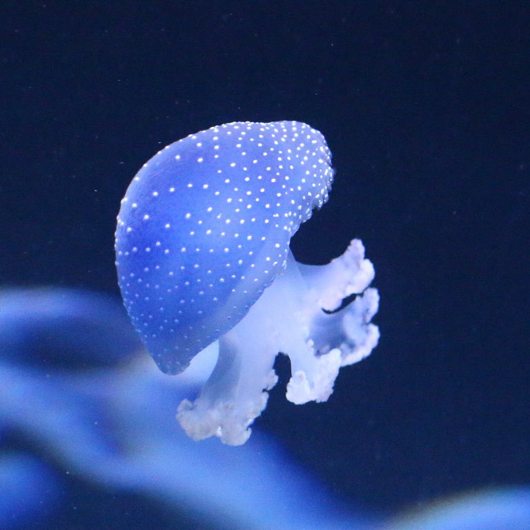 Australian Spotted Jellyfish