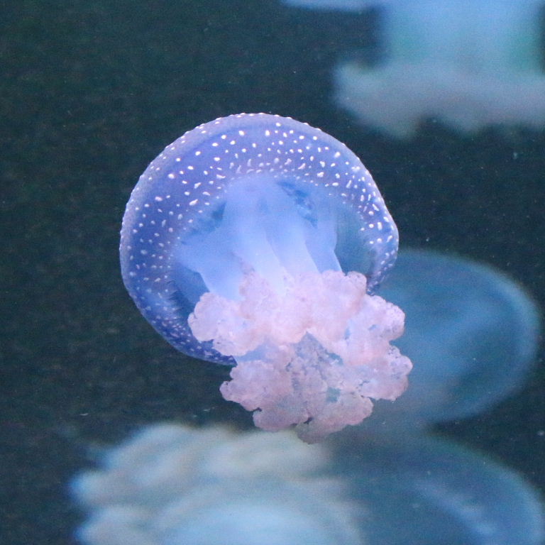 Australian Spotted Jellyfish