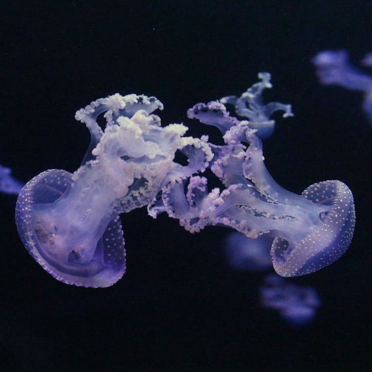 Australian Spotted Jellyfish
