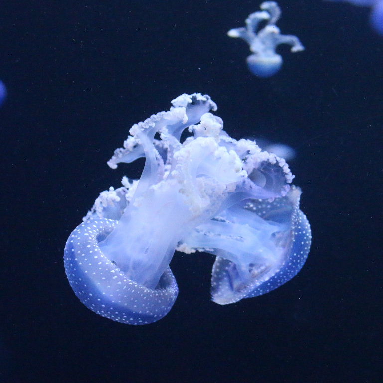 Australian Spotted Jellyfish