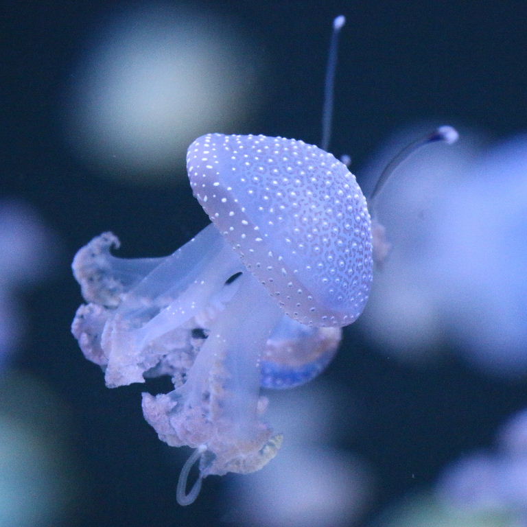 Australian Spotted Jellyfish