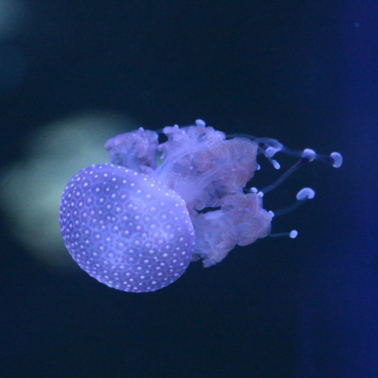 Australian Spotted Jellyfish