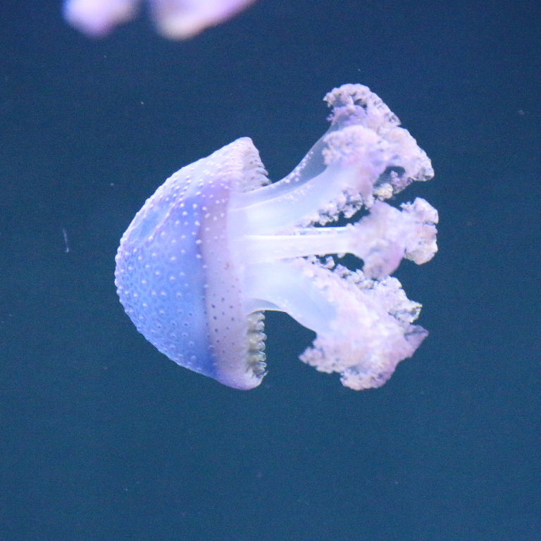 Australian Spotted Jellyfish
