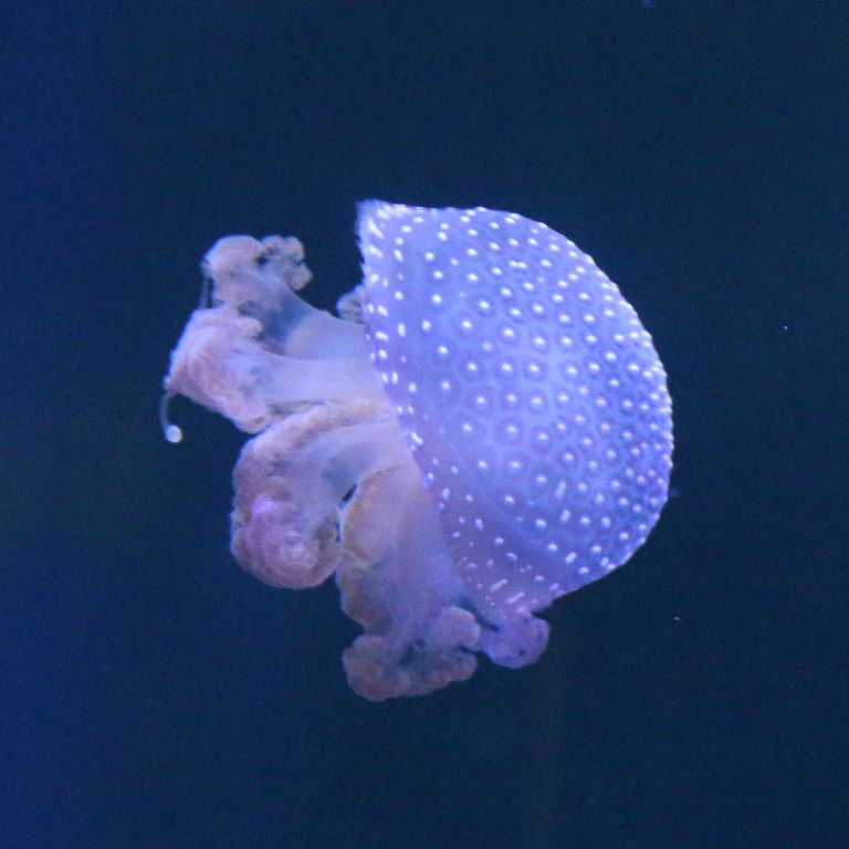 Australian Spotted Jellyfish