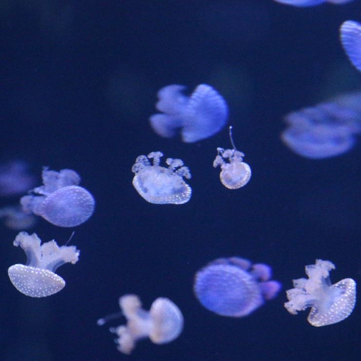 Australian Spotted Jellyfish
