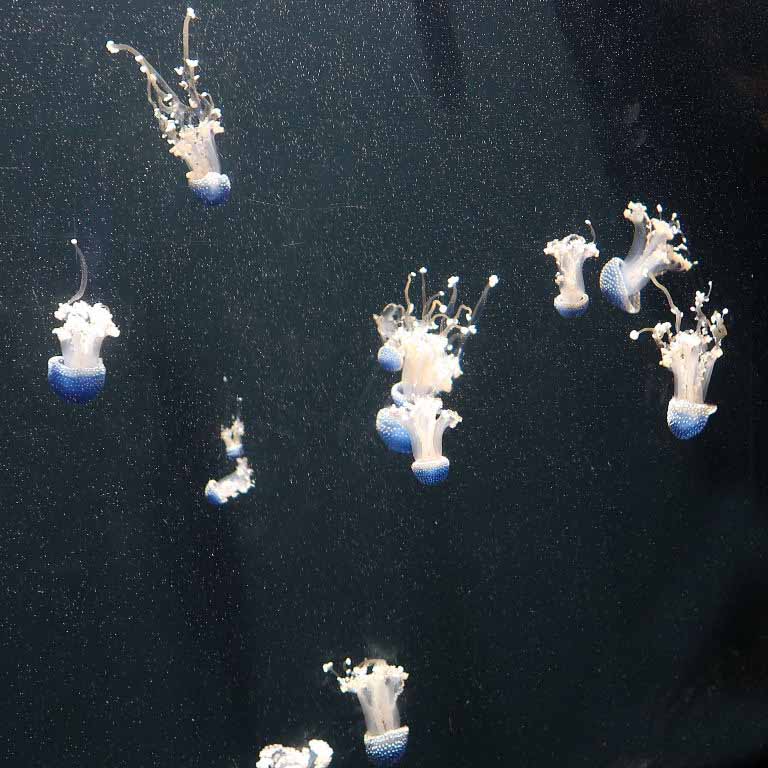 Australian Spotted Jellyfish