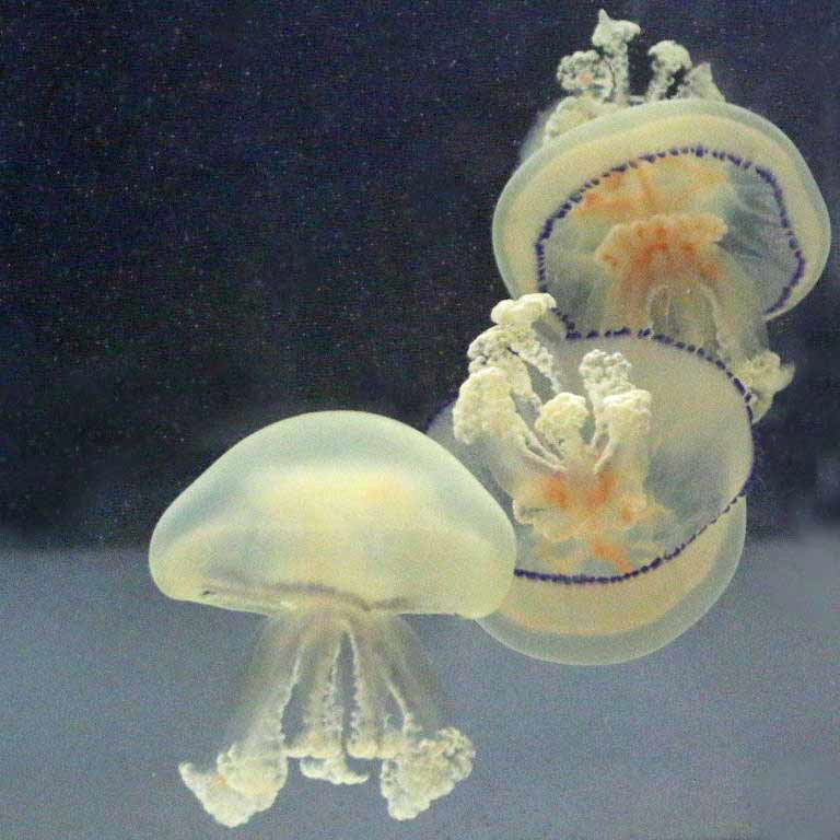 Barrel Jellyfish