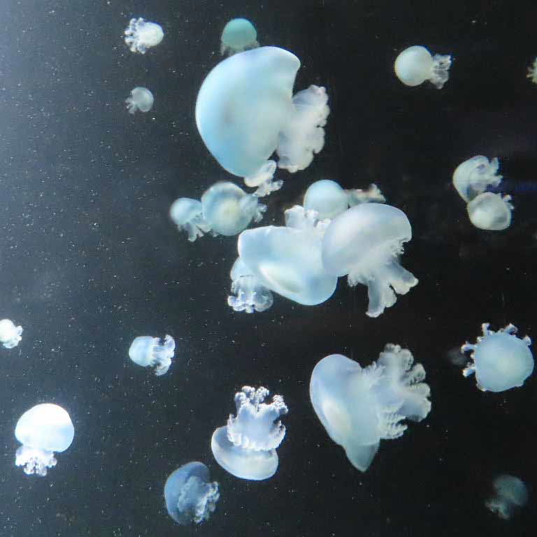 Cannonball Jellyfish
