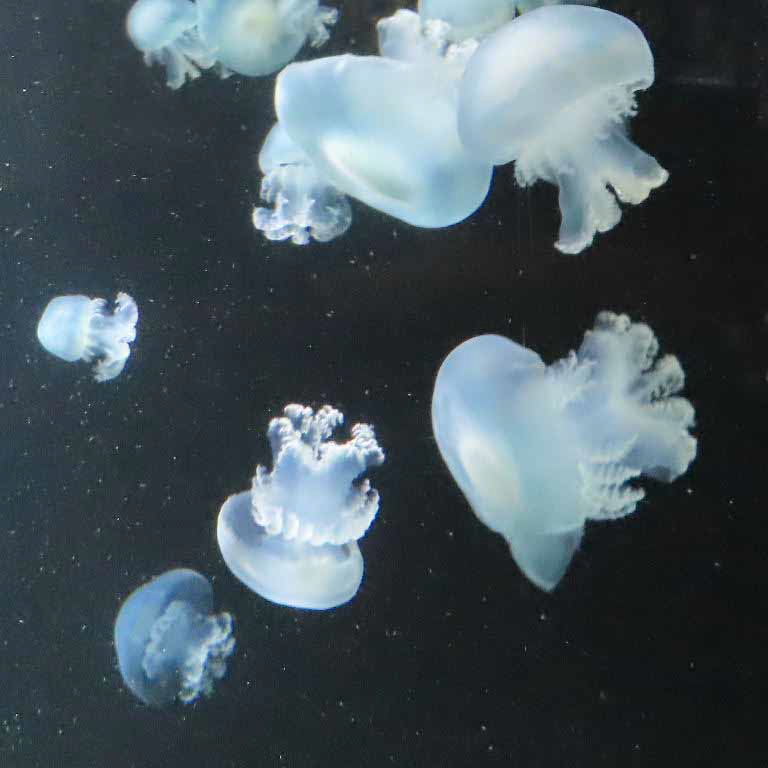 Cannonball Jellyfish