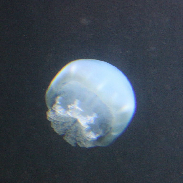 Cannonball Jellyfish