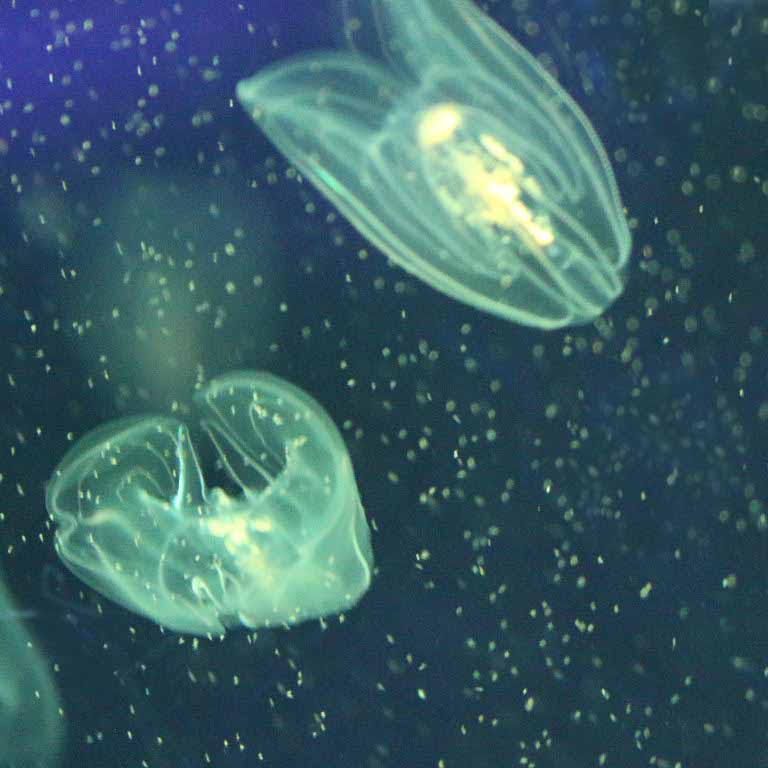 Comb Jelly
