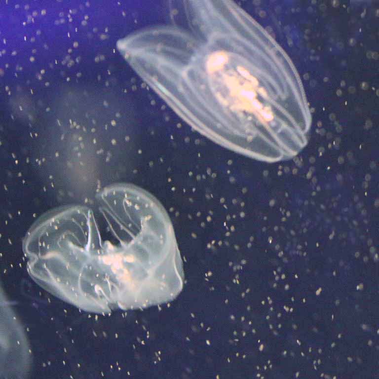 Comb Jelly
