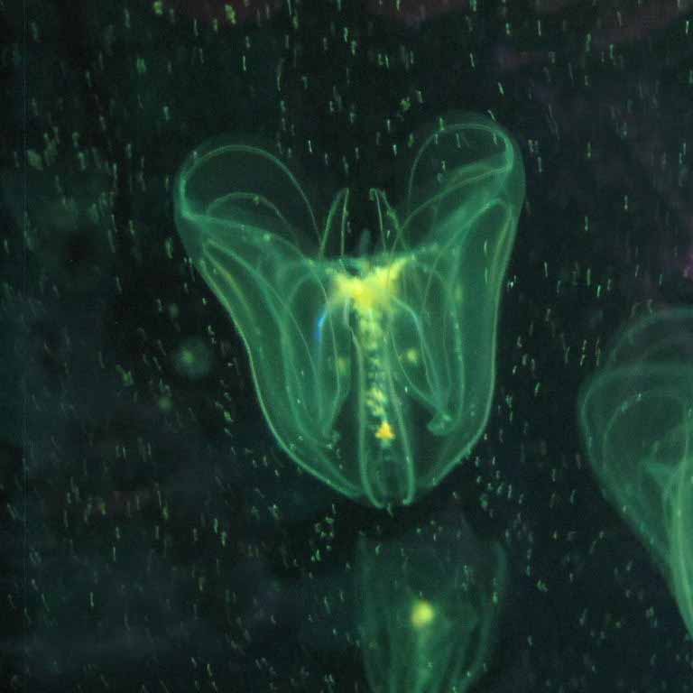 Comb Jelly