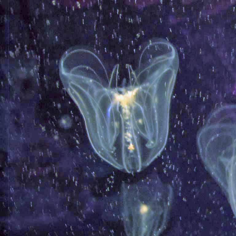 Comb Jelly