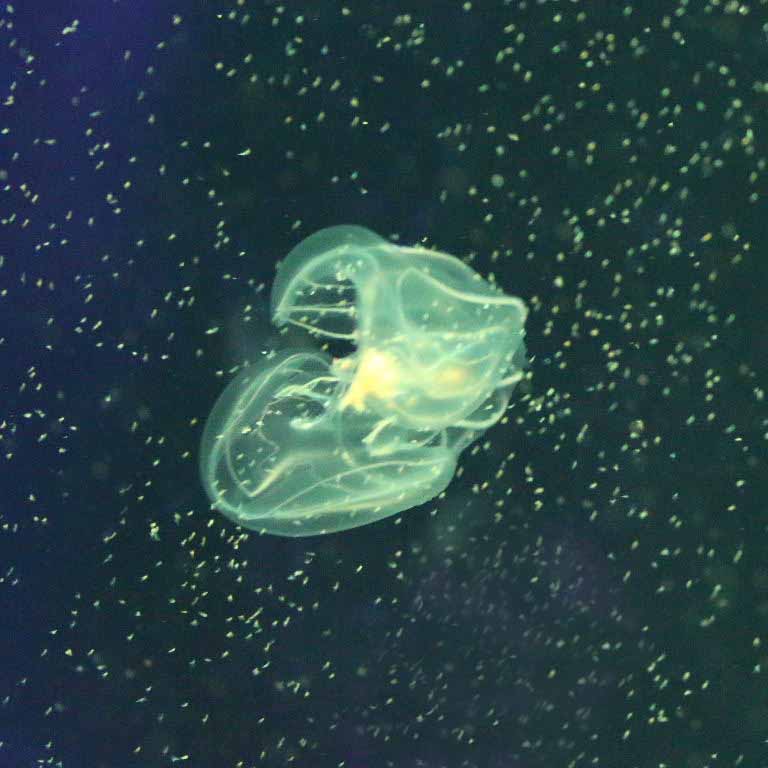 Comb Jelly